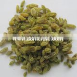 Top quality Xinjiang green raisin with seeds