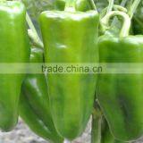 2016Top Level and Cheap Price Super Big Fruit F1 Hybrid Good Adaptability Green Pepper Seeds thumbnail-2