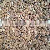 High Quality 5340 Pixels Almond Sorting Machine thumbnail-5