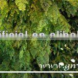 GNW GLW054 Simulate Green Wall With Landscaping Ideas for Airport Hotel Home Decoration