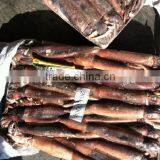 Penang of Illex Squid thumbnail-1