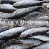 Frozen Horse Mackerel thumbnail-1