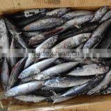 Seafrozen Whole Round Bonito Tuna Fish Made in China thumbnail-1