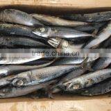 New Arriving Frozen Pacific Mackerel Ice Fish thumbnail-1