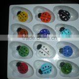 Glass Beetle thumbnail-1