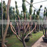 Draceana Draco thumbnail-2