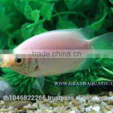Kissing Gourami Fish Farm For Sale / Thailand Tropical Fish Exporter thumbnail-1