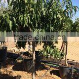 Fruit Trees thumbnail-1
