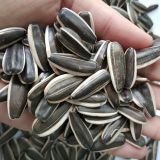 new crop sunflower seed  of type 363