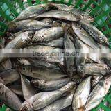 China Landing Frozen Horse Mackerel With Size 70 - 90 / Pcs thumbnail-3