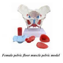 Human Anatomical Model Medical Training Model Skeletal Model thumbnail-4