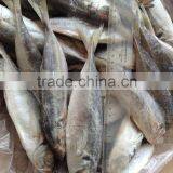 Frozen Horse Mackerel thumbnail-1