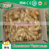 2014 New Crop Air Dried Ginger Lowest Price thumbnail-1
