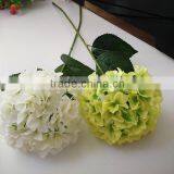 White House Plants Hydrangea for Wedding thumbnail-2