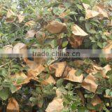 Different Size Paper Fruit Bag for Growing