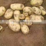 150g Fresh Potato to Middle East thumbnail-6