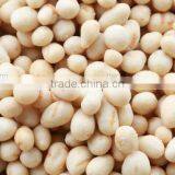 Squid Coated Sunflower thumbnail-1