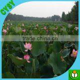 Third Party Approved Malaysia Pond Liner Hdpe Impermeable Membrane thumbnail-2