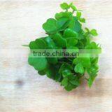 Home and Outdoor Garden Edging Christmas Decoration 60cm or 24inches Height Artificial Small Grass for Green Wall E04 1037 thumbnail-5