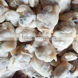 Frozen Baby Clam Size 41-50 thumbnail-2