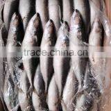 AAA QAULITY Frozen PACIFIC Mackerel thumbnail-6