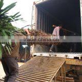 Trachycarpus Fortunei Windmill Palm thumbnail-1