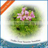 Geranium Oil thumbnail-1