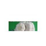 Sell Pure White Garlic thumbnail-1