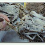 Meat Fish Slicing Machine thumbnail-4