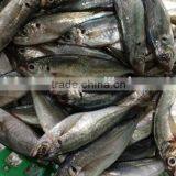 China Landing Frozen Horse Mackerel With Size 70 - 90 / Pcs thumbnail-2