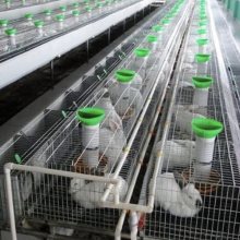 Industrial Breeding Rabbit Cages System for rabbit raising industry 24/set