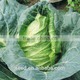 New Hybrid Cabbage Seeds SXG No.1