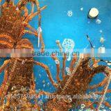 Live Spiny Rock Lobster thumbnail-2
