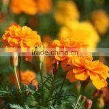 Marigold Extract Lutein Natural Food Pigment thumbnail-1