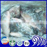 Seafood Manufacture Sell Live Tilapia thumbnail-4