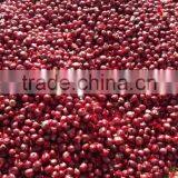 Exporters, Producer, Suppliers of Fresh Onions/Red Onions thumbnail-6