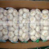 Well-chosen Top Quality Dehydrated Pure White Garlic in Carton thumbnail-2