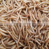 2.5---2.8cm Dried Mealworm for Pet (cat ,dog and Chicken) Food thumbnail-5