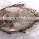 Frozen John Dory Fillet (Zeus Faber) Fillet 60-100g, 100-150g, 150-200g, 200-300g thumbnail-3