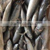 200-300G Frozen Bonito Tuna thumbnail-2