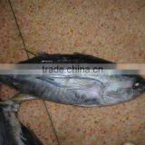 Frozen Canned WR Yellowfin Tuna thumbnail-1