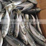 Sea Frozen Horse Mackerel 20cm+ 2016 thumbnail-5