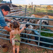Portable Hot Dip Galvanized Steel Powder Coated Eco-Friendly Livestock Cattle Panels Safety Fencing Horse Fence 6ft Folding thumbnail-3