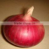 2015 New Crop Good Quality of the Onion thumbnail-4