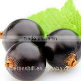 Food Grade Blackcurrant Flavor thumbnail-2