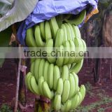 Yintong fruit protection bag banana bag