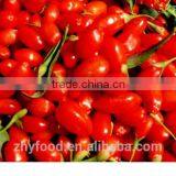 Certificated Goji Berry thumbnail-1