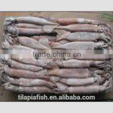 90%NW Squid thumbnail-1