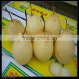 Fresh Ya Pear thumbnail-1