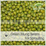 Export Various Green Mung Beans Specification ,grade a Green Mung Bean Sprout thumbnail-3